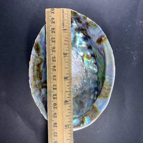 5” Natural Abalone Shell – Polished Seashell for Smudging, Décor, Crafts - Picture 6 of 6